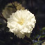 Clematis: Clematis Duchess of Edinburgh