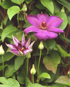 Clematis: Clematis Elsa Spath
