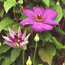 Clematis: Clematis Elsa Spath