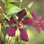 Clematis: Clematis Gipsy Queen