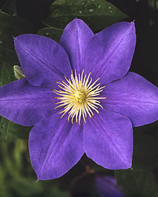 Clematis: Clematis Ken Donson