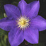 Clematis: Clematis Ken Donson