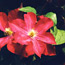 Clematis: Clematis Madame Edouard Andre