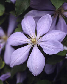 Clematis: Clematis Mrs. Cholmondeley