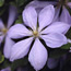 Clematis: Clematis Mrs. Cholmondeley