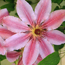 Clematis: Clematis Nelly Moser