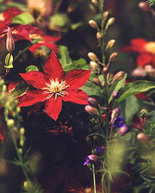 Clematis: Clematis Niobe