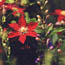 Clematis: Clematis Niobe