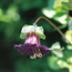 Cup-and-saucer vine: Cobaea scandens