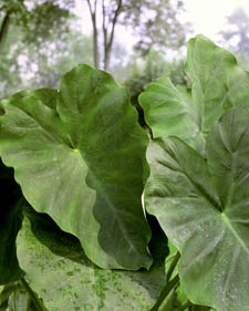 Elephant ears: Colocasia esculenta
