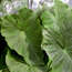 Elephant ears: Colocasia esculenta