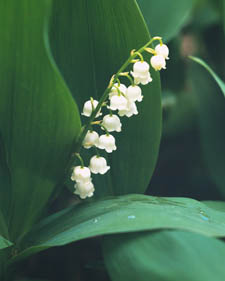 Lily of the valley : Convallaria majalis