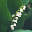 Lily of the valley : Convallaria majalis