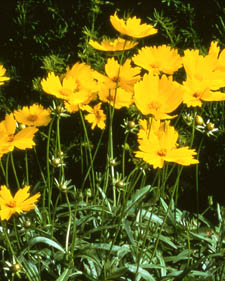 Tickseed: Coreopsis grandiflora Flying Saucers