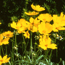 Tickseed: Coreopsis grandiflora Flying Saucers