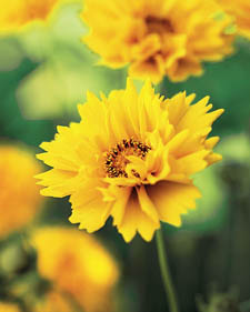 Tickseed: Coreopsis grandiflora Sunray