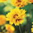 Tickseed: Coreopsis grandiflora Sunray