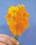 Cosmos: Cosmos sulphureus Bright Lights