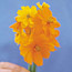 Cosmos: Cosmos sulphureus Bright Lights