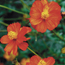 Cosmos: Cosmos sulphureus Diablo
