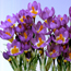 Crocus sieberi Tricolor