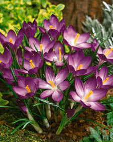 Crocus: Crocus tommasinianus Ruby Giant