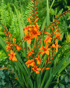 Montbretia: Crocosmia x crocosmiiflora