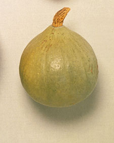 Winter squash: Cucurbita maxima Blue Ballet