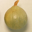 Winter squash: Cucurbita maxima Blue Ballet