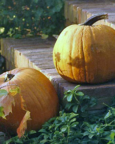 Pumpkin: Cucurbita maxima Connecticut Field