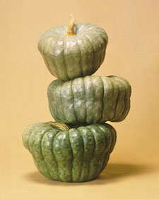 Winter squash: Cucurbita maxima Queensland Blue
