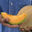 Cantaloupe: Cucumis melo Burpee's Hybrid