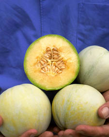 Melon: Cucumis melo Butterscotch Sweetie No. 6