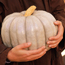 Pumpkin: Cucurbita pepo Jarrahdale