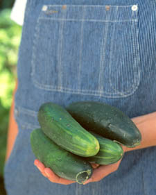 Slicing cucumber: Cucumis sativus Burpee Hybrid II