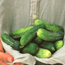 Pickling cucumber: Cucumis sativus Burpee Pickler