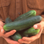 Slicing cucumber: Cucumis sativus Bush Champion