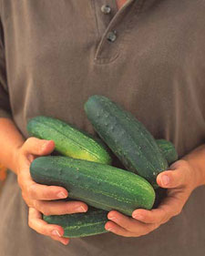 Slicing cucumber: Cucumis sativus Straight Eight
