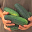 Slicing cucumber: Cucumis sativus Straight Eight