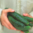 Slicing cucumber: Cucumis sativus Tasty Green