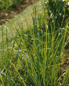 Lemongrass: Cymbopogon citratus