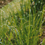 Lemongrass: Cymbopogon citratus
