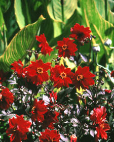 Dahlia: Dahlia Bednall Beauty