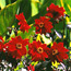 Dahlia: Dahlia Bednall Beauty