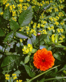 Dahlia: Dahlia Ellen Huston