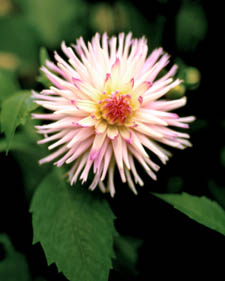 Dahlia: Dahlia Veritable