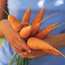 Root Vegetable Growing Guide