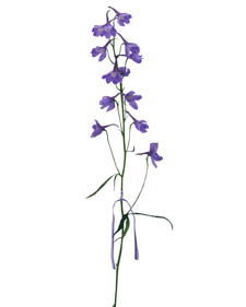 Delphinium: Delphinium Belladonna