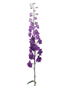 Delphinium: Delphinium Black Knight