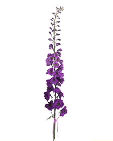 Delphinium: Delphinium King Arthur
